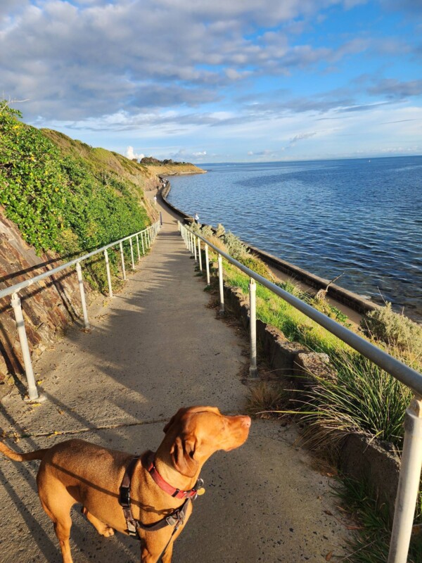 Week 3 of Bloody Long Walk training 41km done ✔️At this rate, I'm going to need a new pair of feet.
Scooby doesn't understand why all of a sudden we're clocking so many kms, but he's not complaining.

A 2017 meta-analysis showed that increased outdoor time was associated with

👅Decreased salivary cortisol
❤️ Decreased heart rate
🩺Decreased diastolic blood pressure

❤️And increased high frequency HRV (heart rate variability)

It's free, it's fun and I burnt 700 calories in one go.

wellbeing walking highperformance longevity